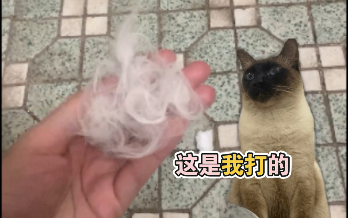 早上六点猫咪打架叫声把我从梦中惊醒哔哩哔哩bilibili