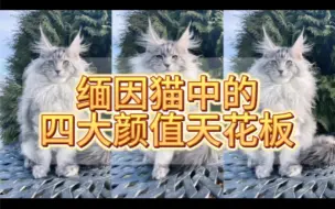 Video herunterladen: 盘点最帅的四大缅因猫！你最喜欢哪一只？