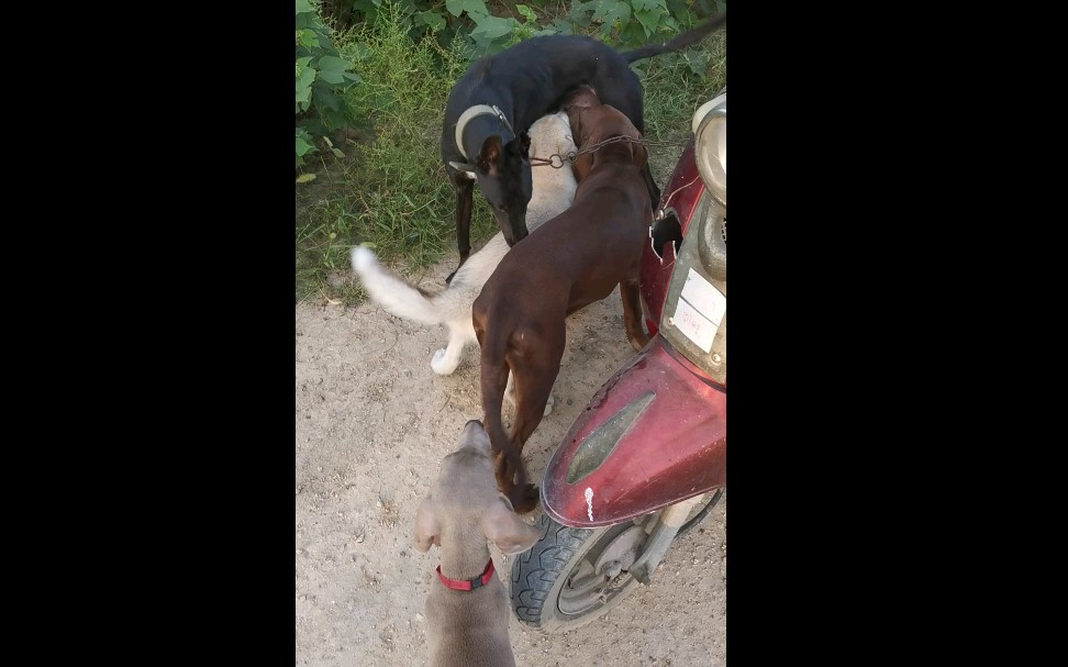 【魏玛犬和哈士奇】遛狗遇到灵缇