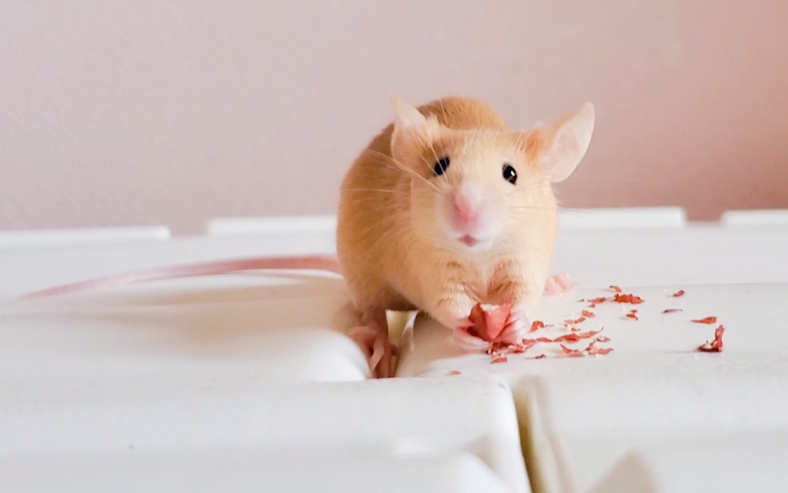 「精灵鼠」小鼠因为兴奋而产生的尾部旋律