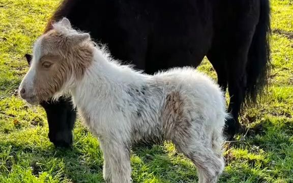 【有趣的大自然】好可爱的小奶马 奶萌奶萌