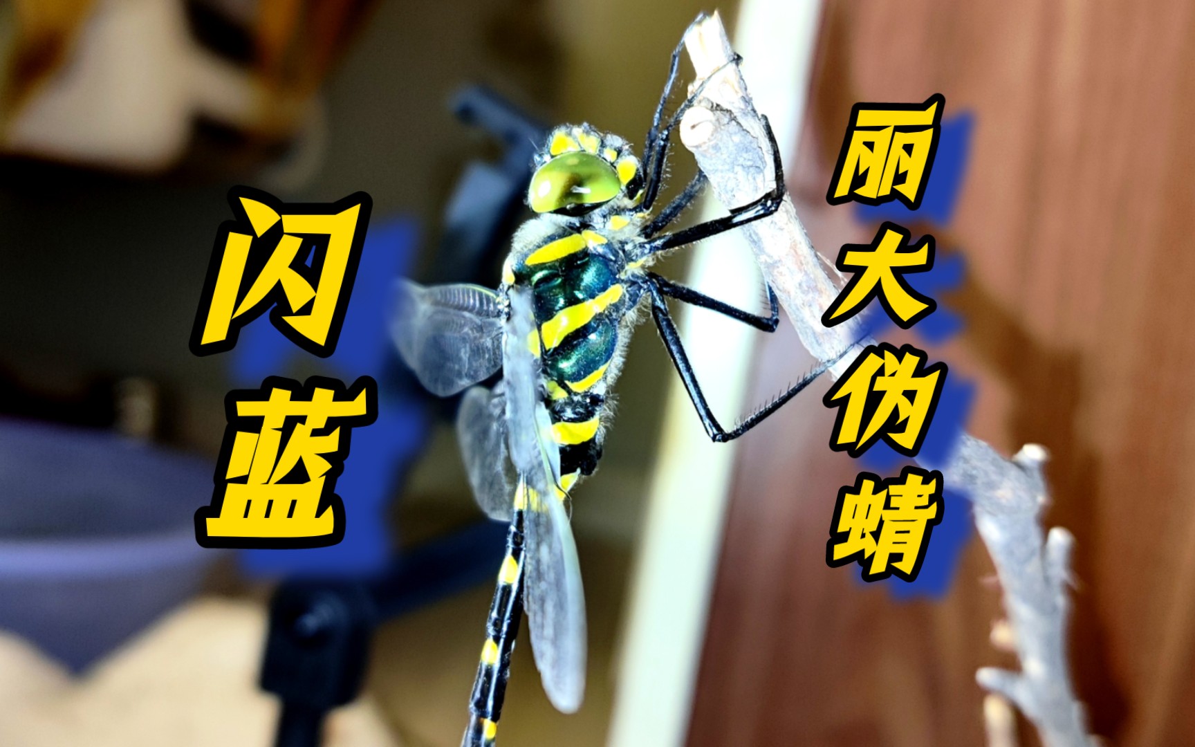 [蜻蜓]闪蓝丽大伪蜻羽化随拍