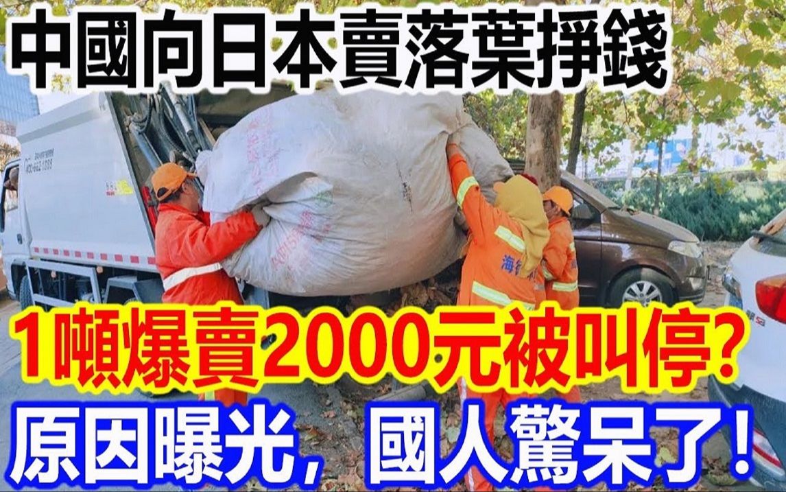 中国向日本卖落叶挣钱,1吨爆卖2000元,却被叫停?哔哩哔哩bilibili