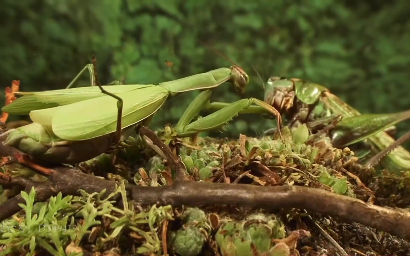 非洲绿巨螳螂vs蝈蝈图片