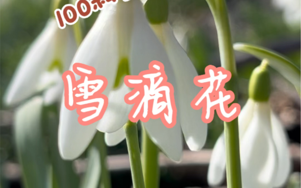 芬兰的100种小野花 No.1, 雪滴花哔哩哔哩bilibili