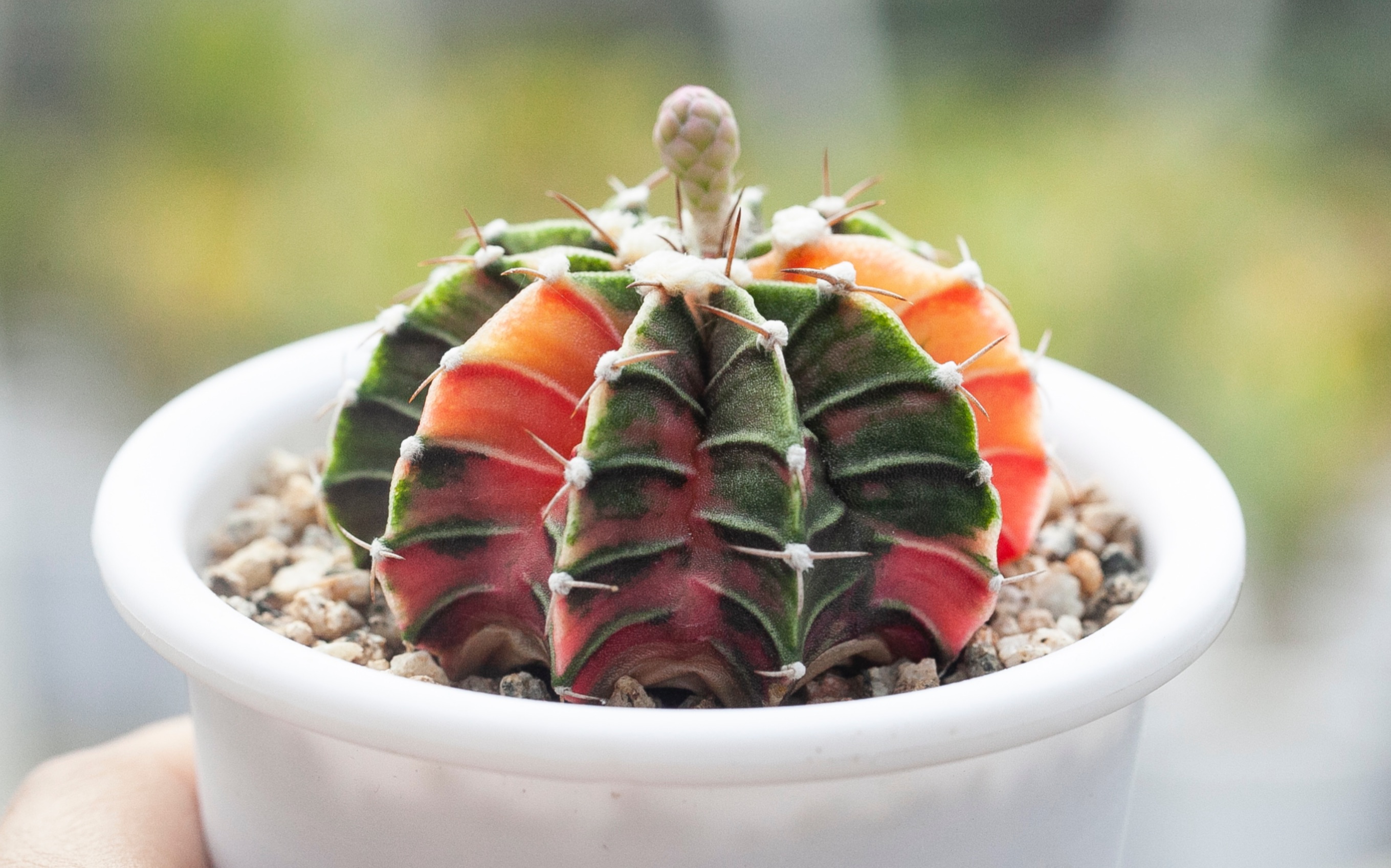 美爆了的肋骨牡丹锦