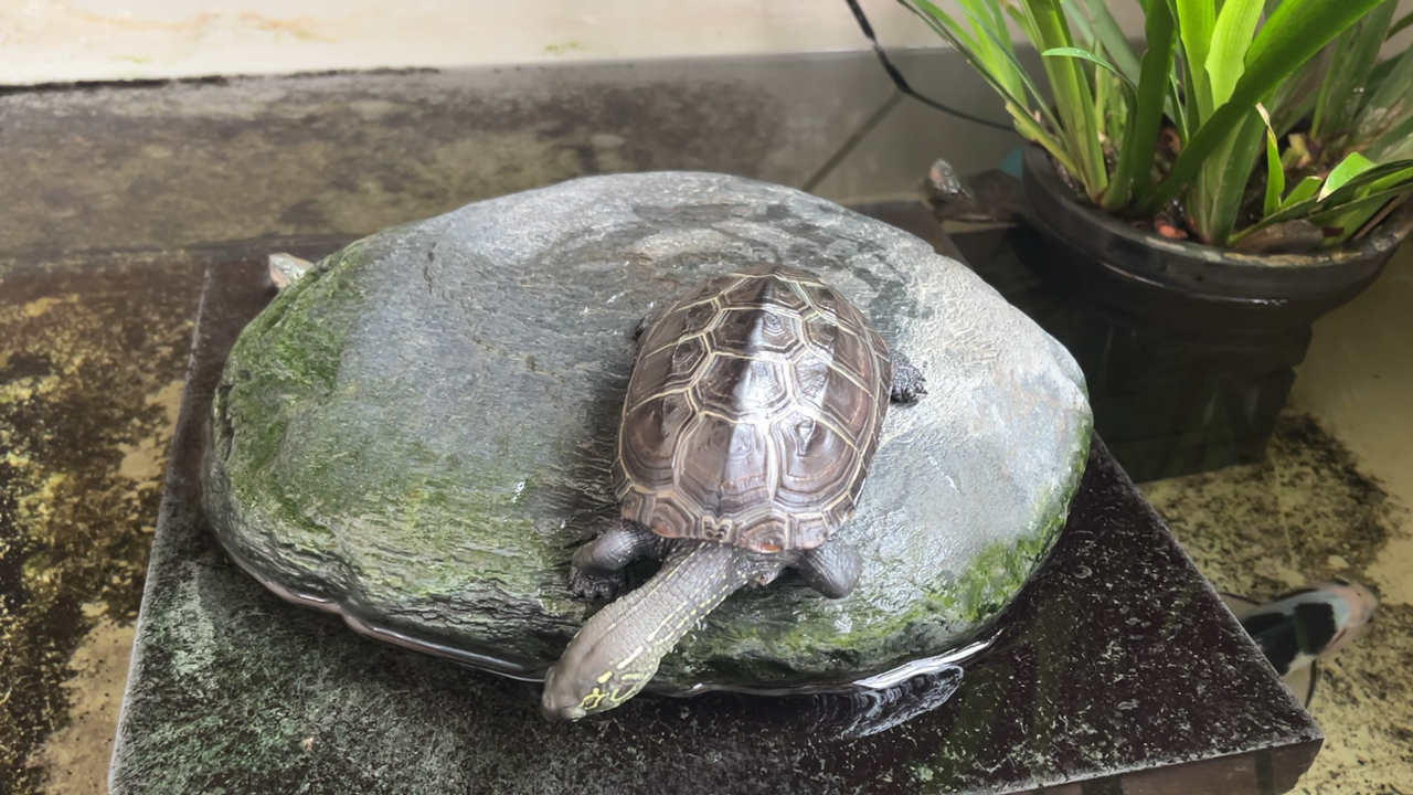 休息时间拍下最近的龟缸
