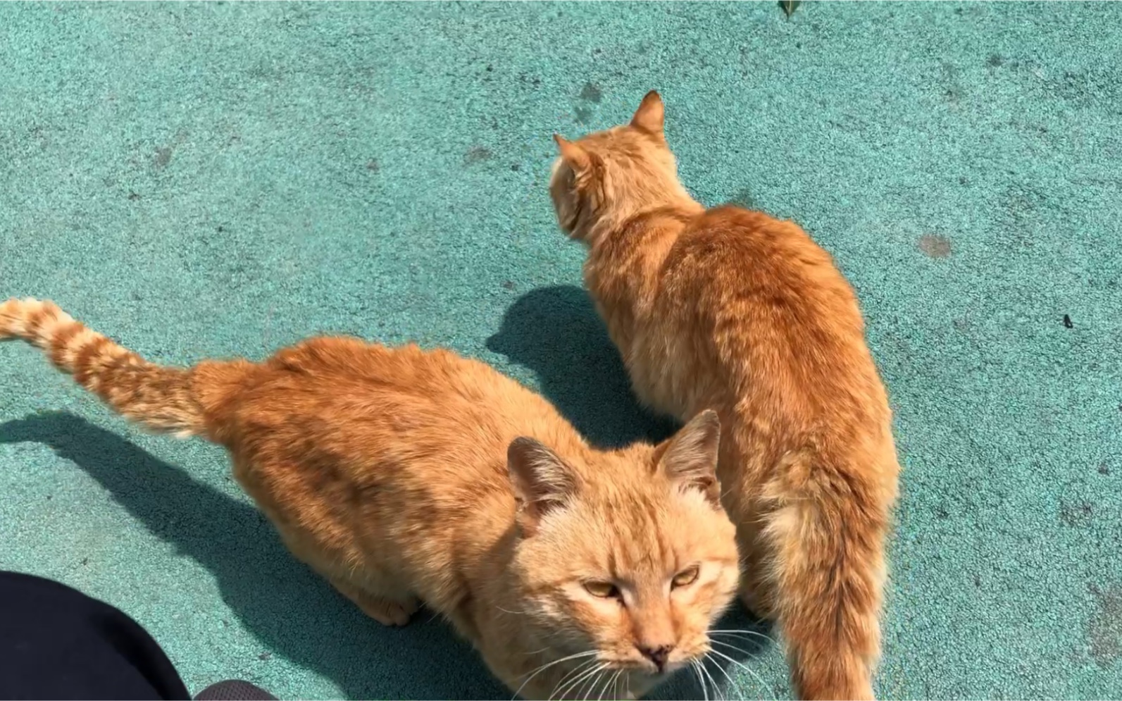 大黄小黄 一对父子俩_哔哩哔哩 (゜-゜)つロ 干杯~-bilibili