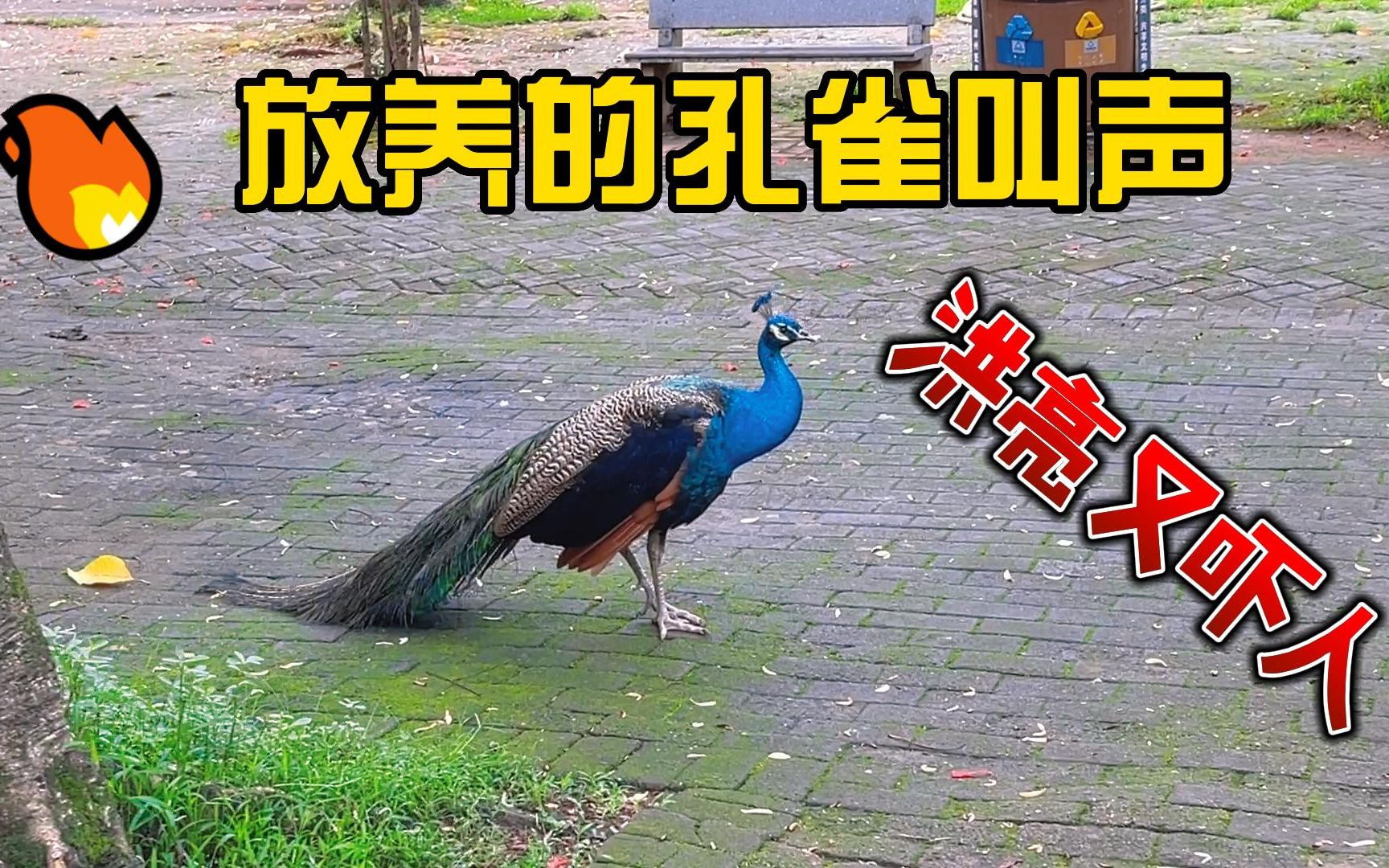 活动作品大妈发现放养的孔雀叫声洪亮又吓人