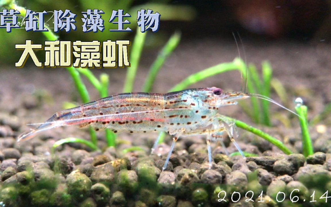 大和藻虾 [草缸除藻生物1]哔哩哔哩bilibili