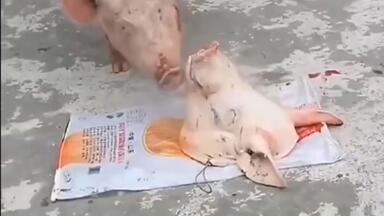 穆斯林大叔养了一头猪，为了不被发现给它披上羊皮！_哔哩哔哩_