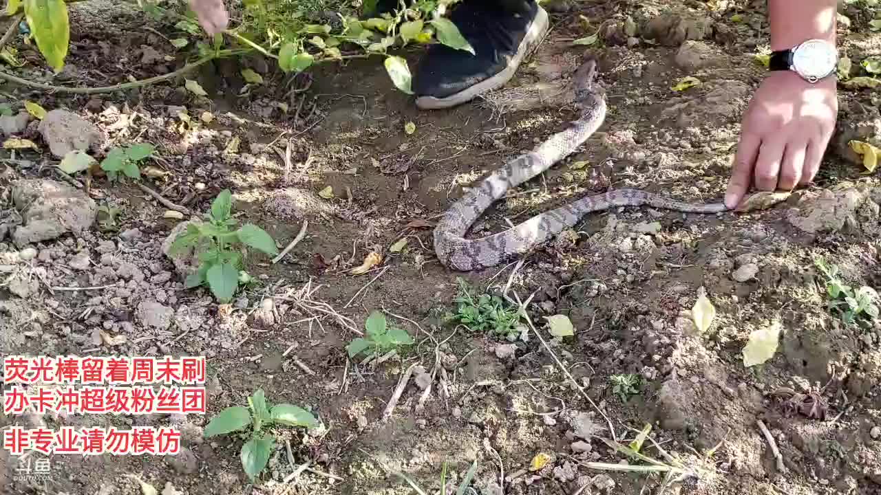 蛇类科普蛇哥直播录像2019-10-31 15时39分--16时32分 蛇类科普第119