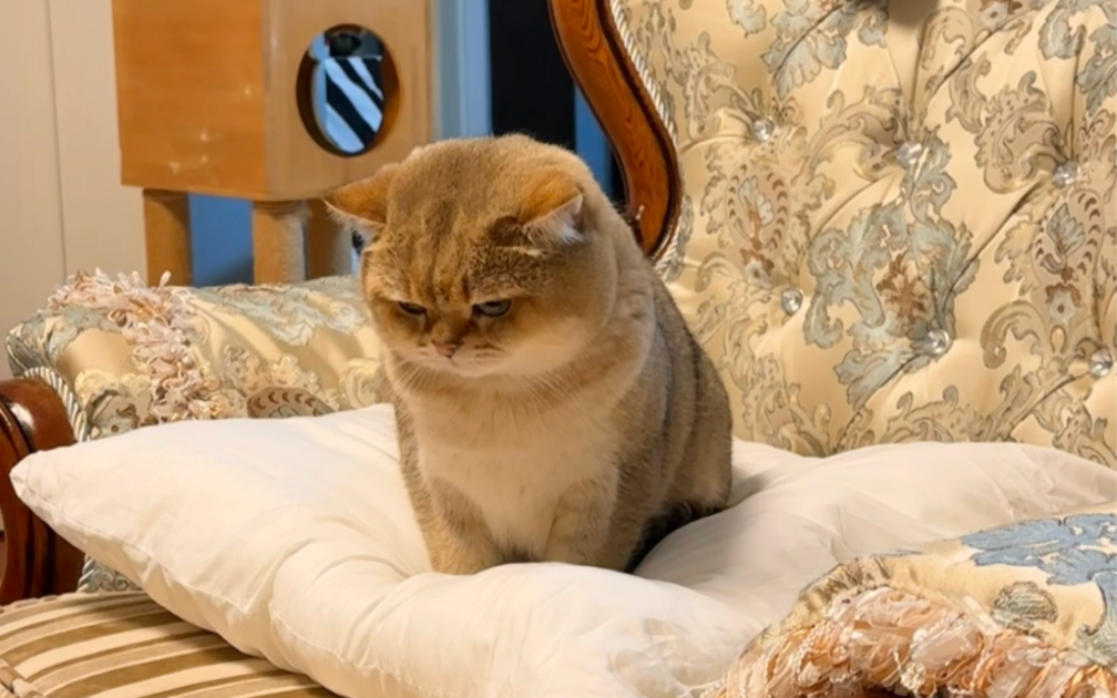 冬天了猪猪长膘了