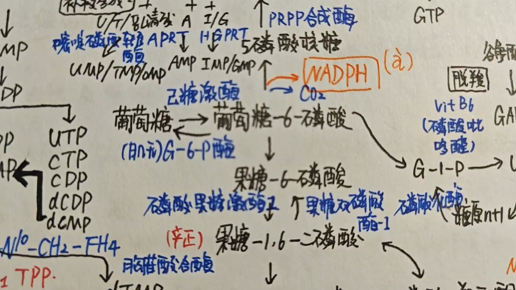 生化物质代谢理顺(一)哔哩哔哩bilibili