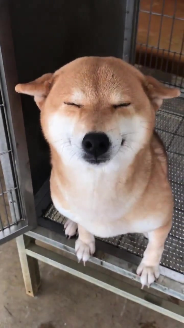 这个笑容好甜-cr:蓁子家柴犬铲屎官--time i