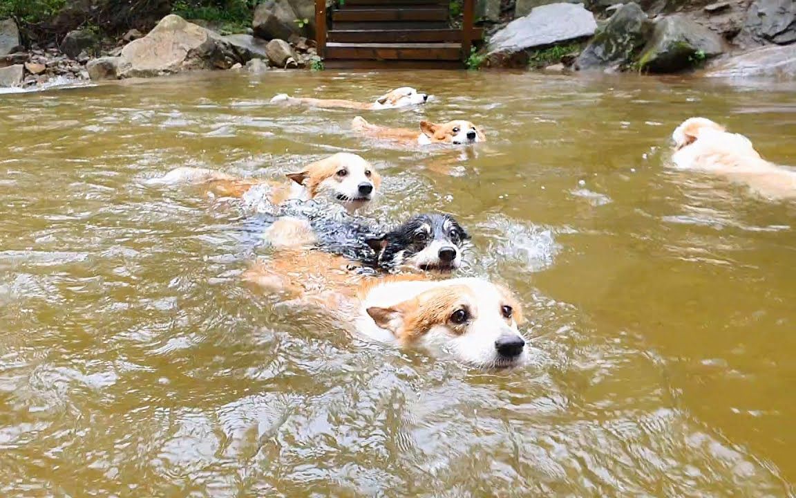 小短腿们的游泳比赛【柯基 8corgi house】