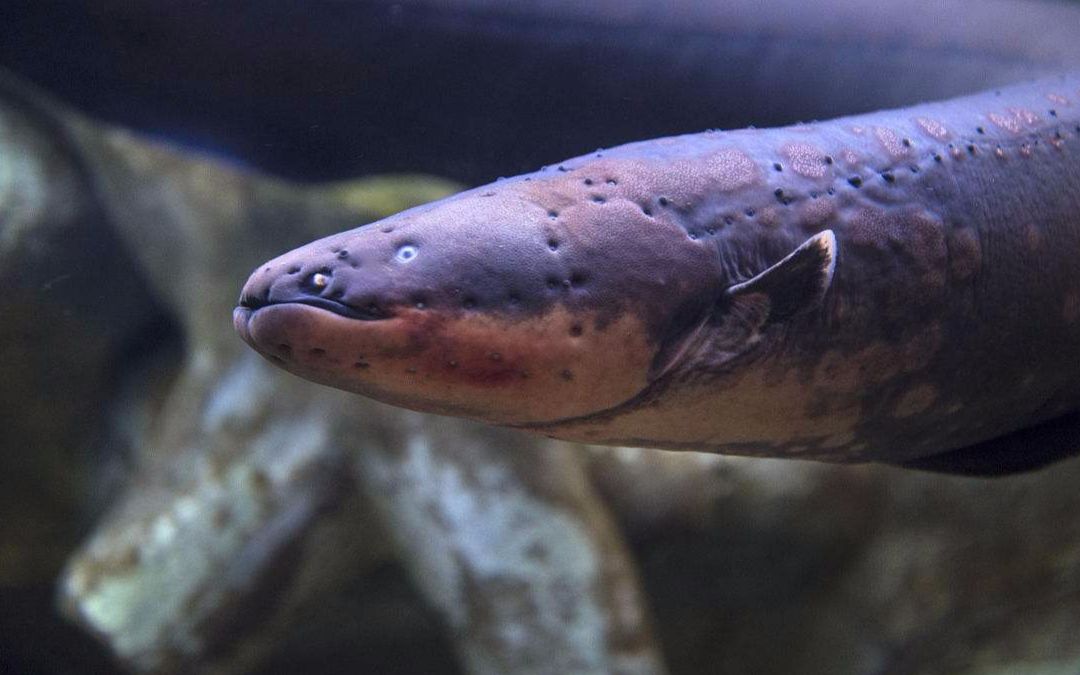 无知鳄鱼袭击电鳗,瞬间被电懵,最后同归于尽了!