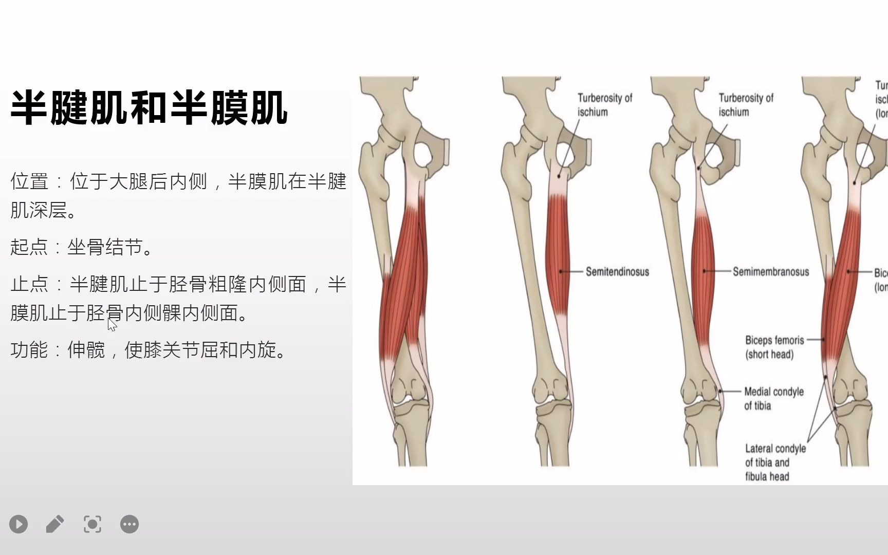 大腿后侧肌群图片