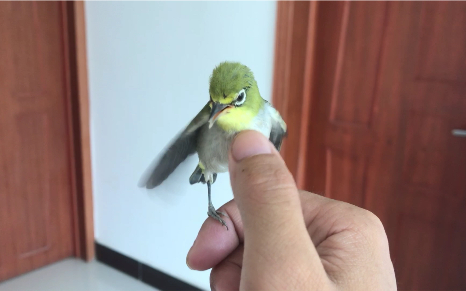 只有拇指大的鸟,了解后发现这么可爱