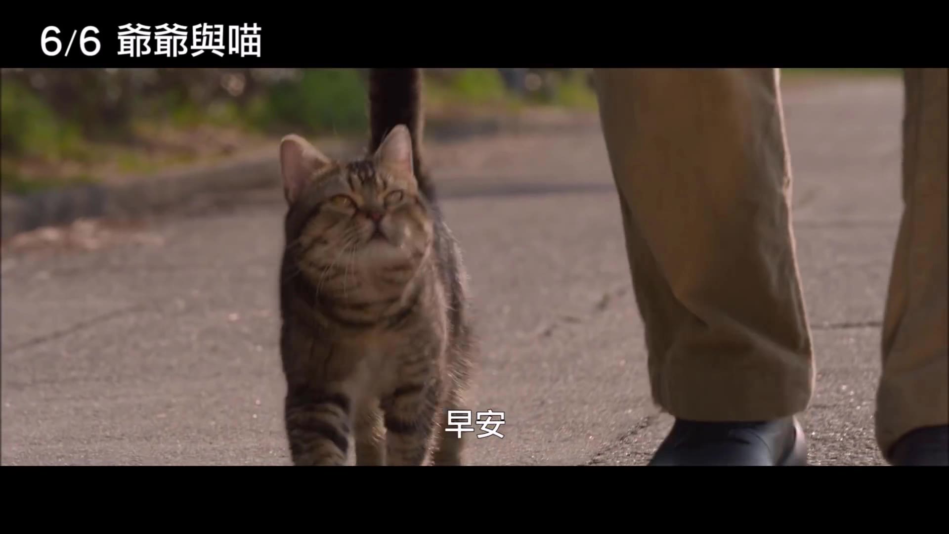 [图]预告片：猫与爷爷 ねことじいちゃん (2019)