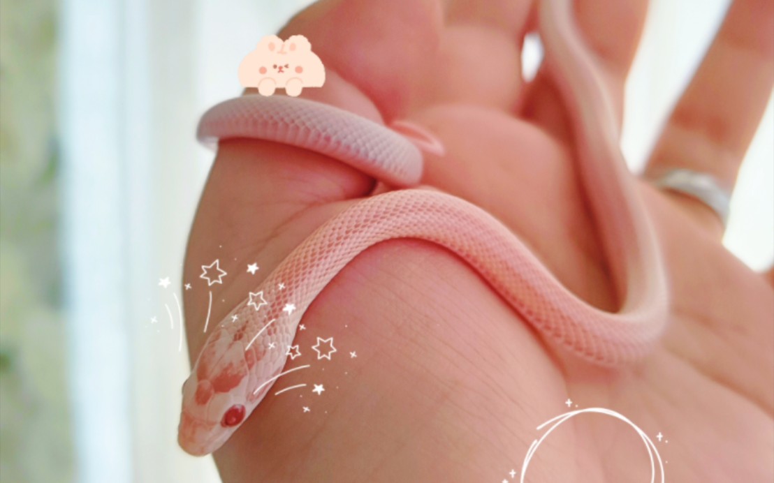 渣男养成记之玉米蛇开箱.