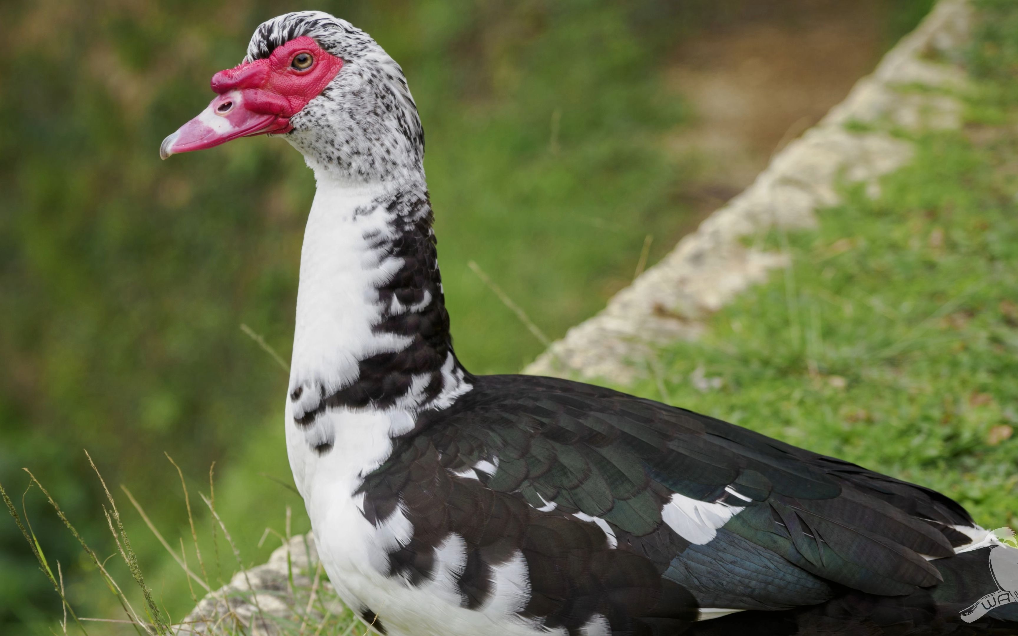 疣鼻栖鸭一家人