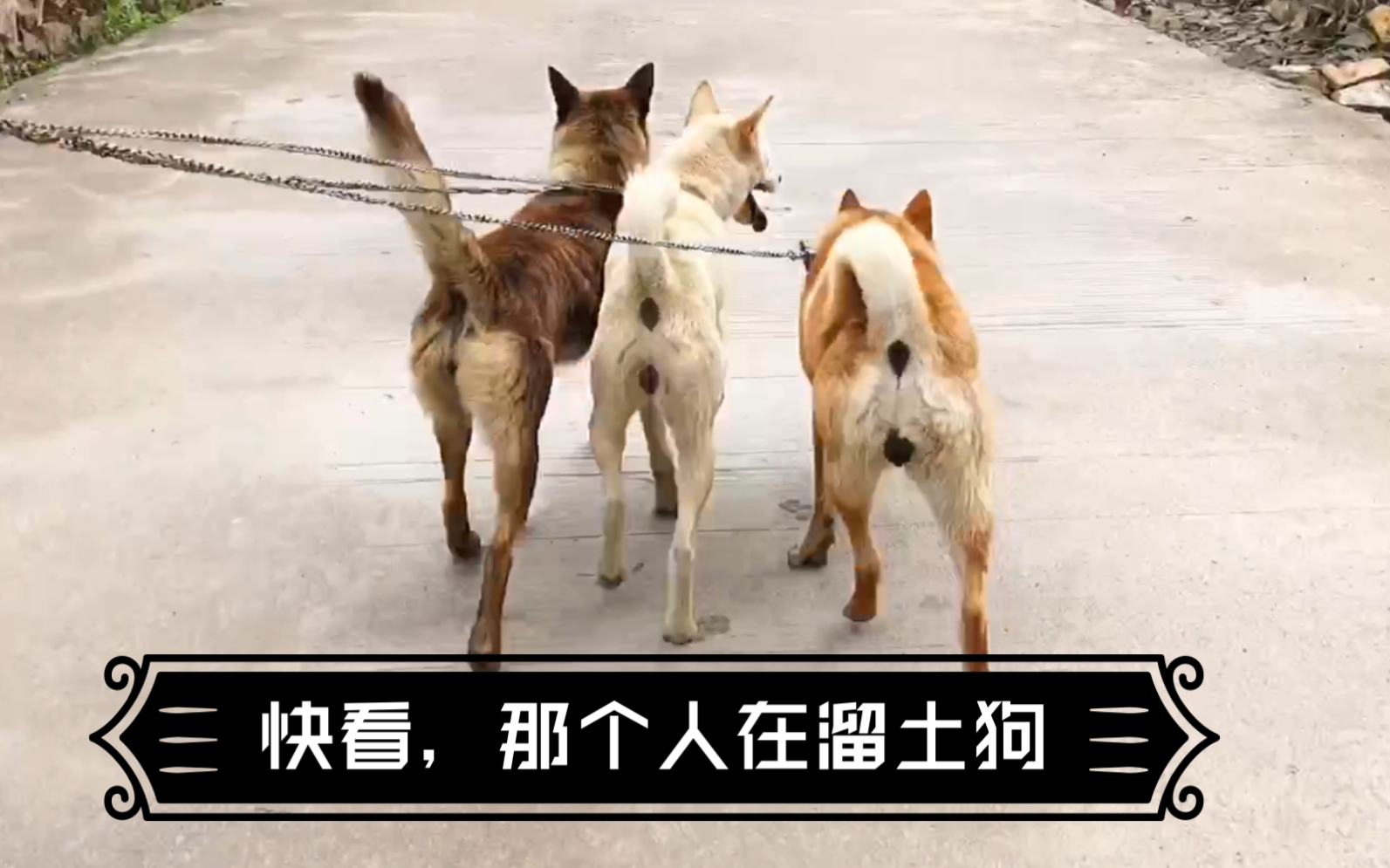 在农村文明溜狗,却引来异样的眼光?