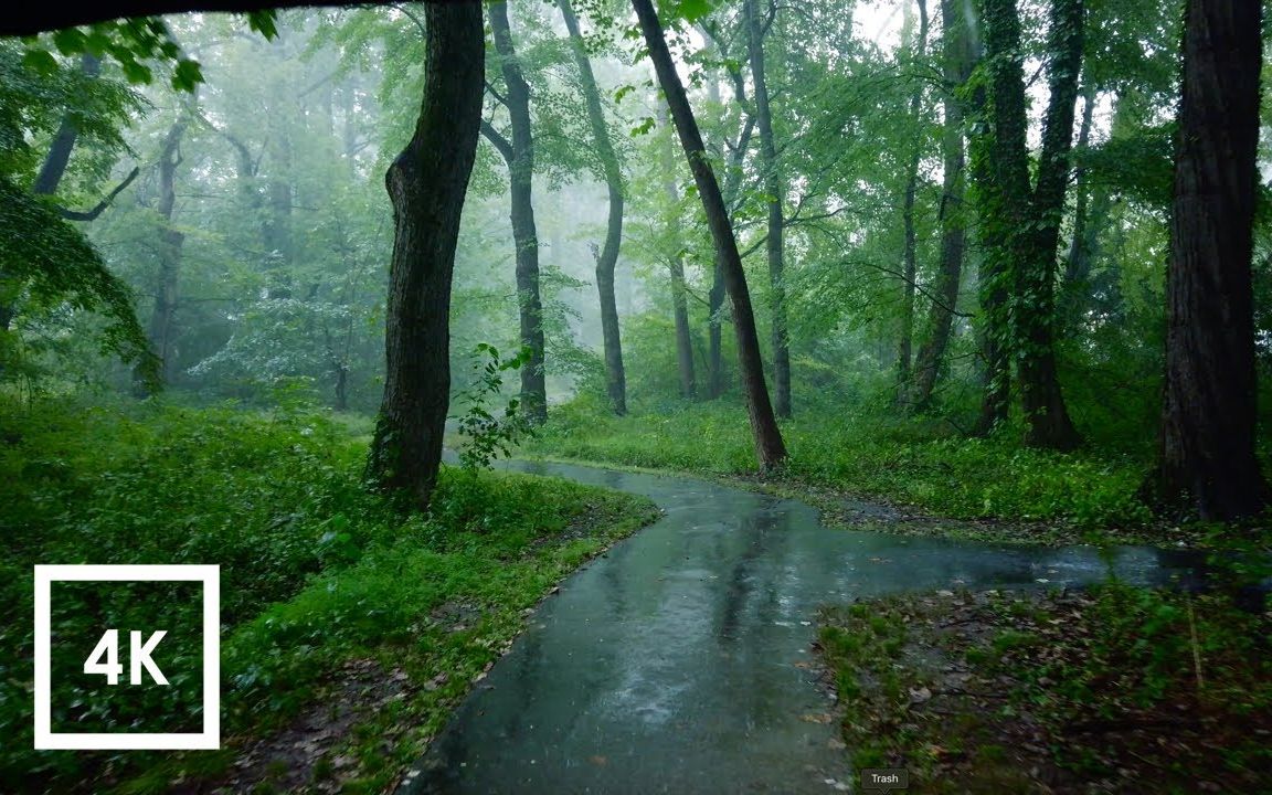 [图]雨中在满是翠绿的公园里漫步（助眠放松向）