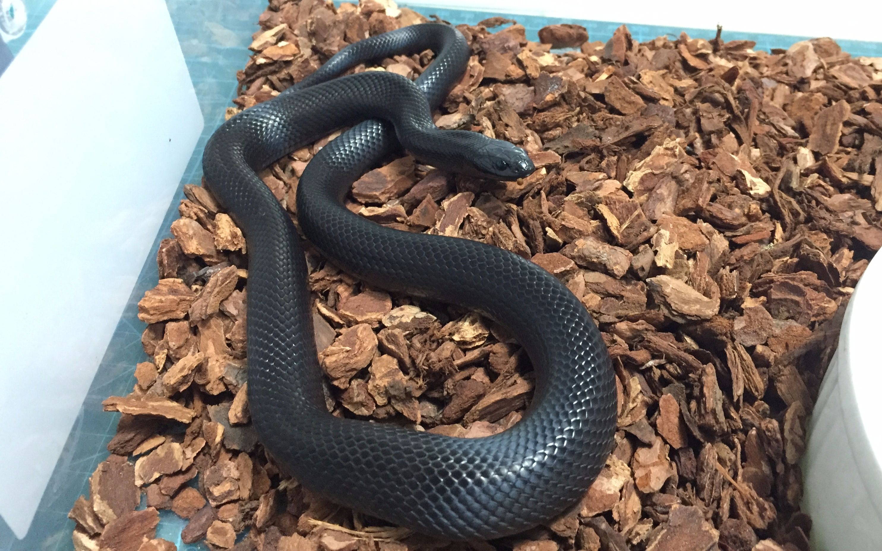 【黑王】黑王绞杀小白鼠