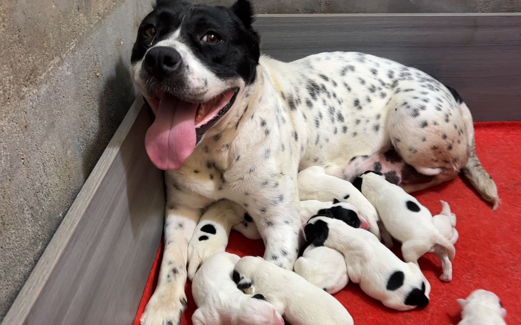 马校长来犬舍挑诺基后代,谁知珍珠兽性大发不让靠近,母爱真伟大哔哩哔哩bilibili