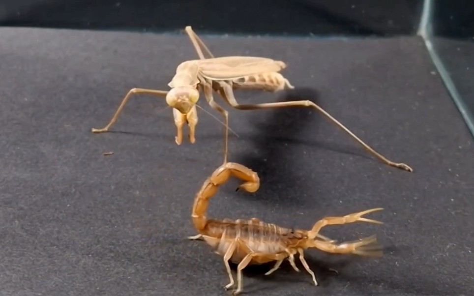 蚁狮vs蝎子图片