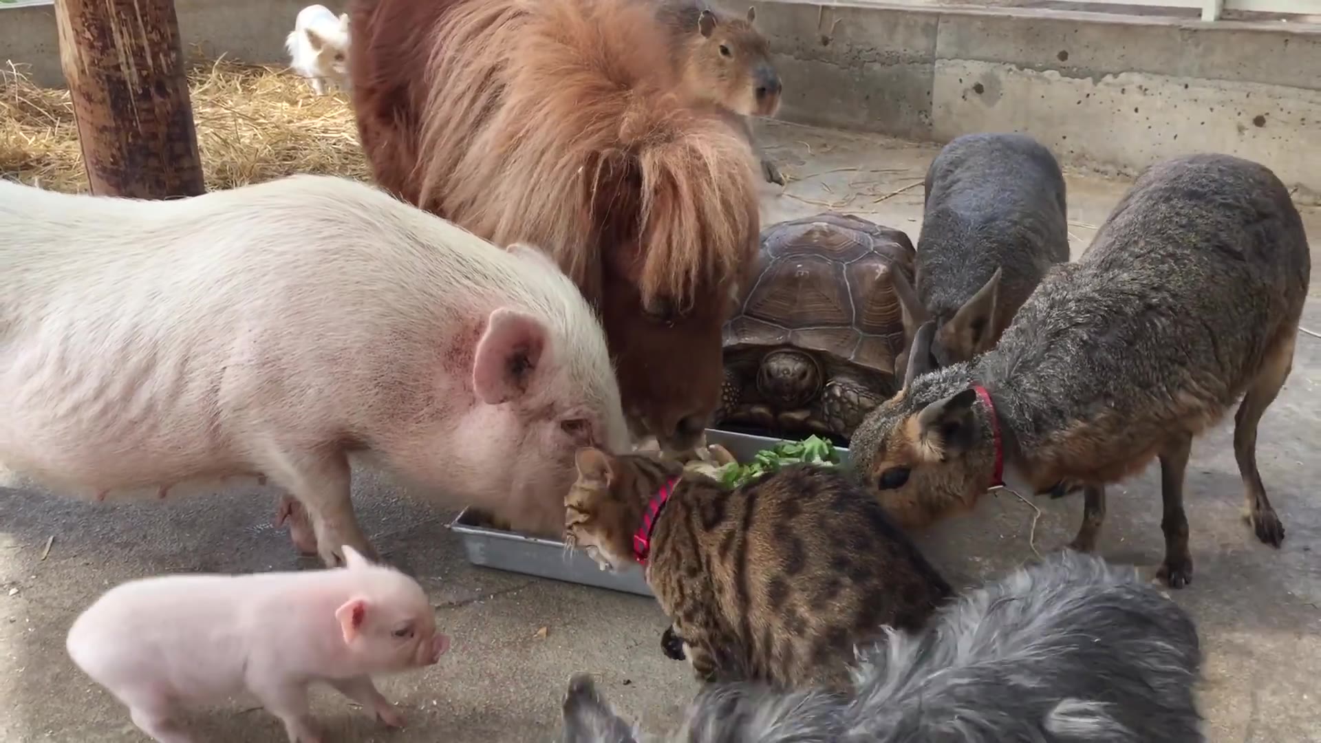 【小动物吃东西】乌龟水豚小马猫咪兔子 一起来吃大锅饭
