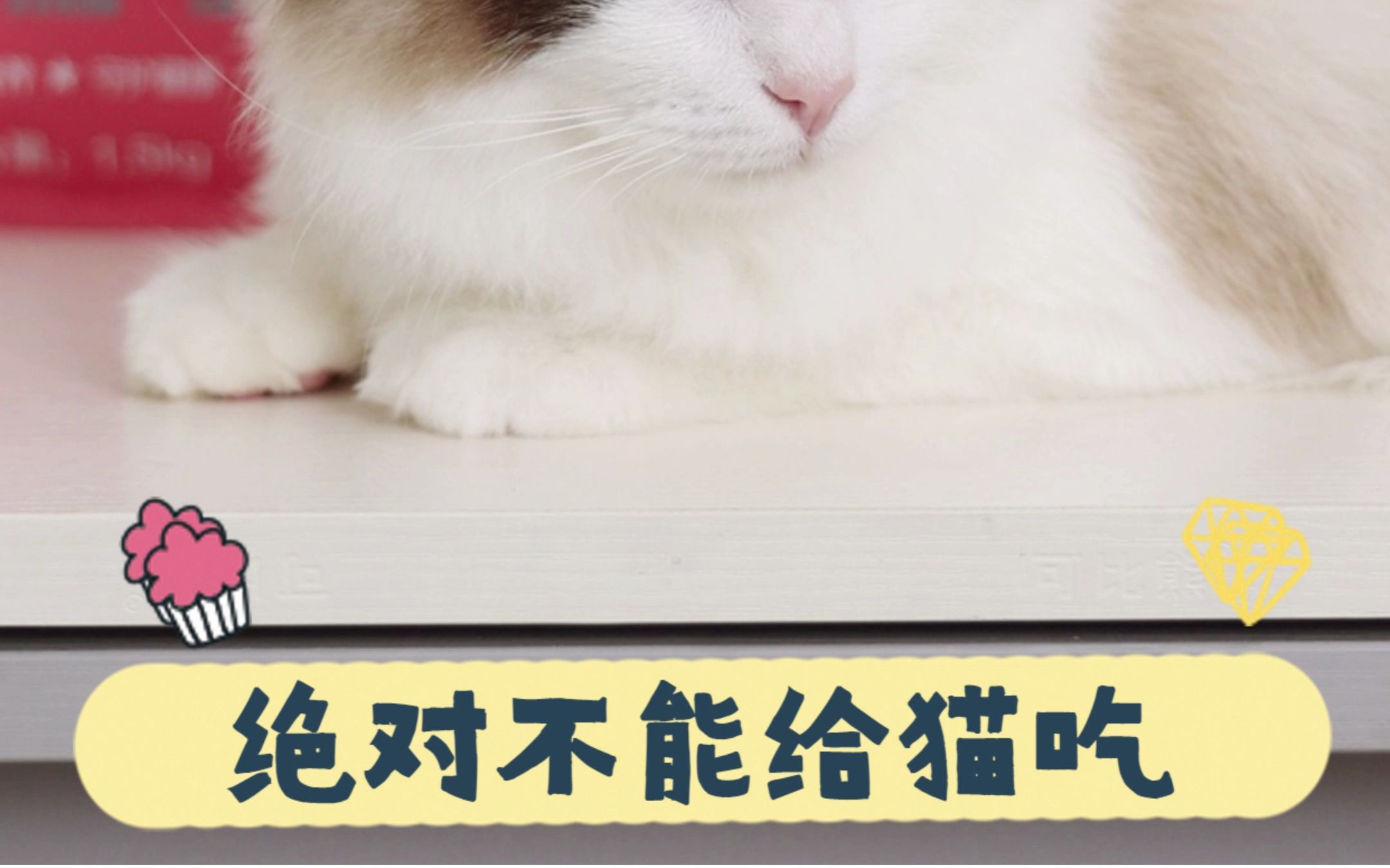 猫咪不能吃的水果铲屎官们一定要仔细看!哔哩哔哩bilibili