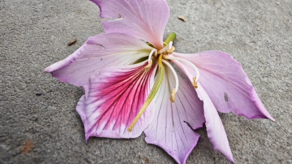 宫粉羊蹄甲(学名:Bauhinia variegata L.)是豆科、羊蹄甲属植物.落叶乔木;树皮暗褐色,近光滑.叶近革质,广卵形至近圆形.哔哩哔哩bilibili