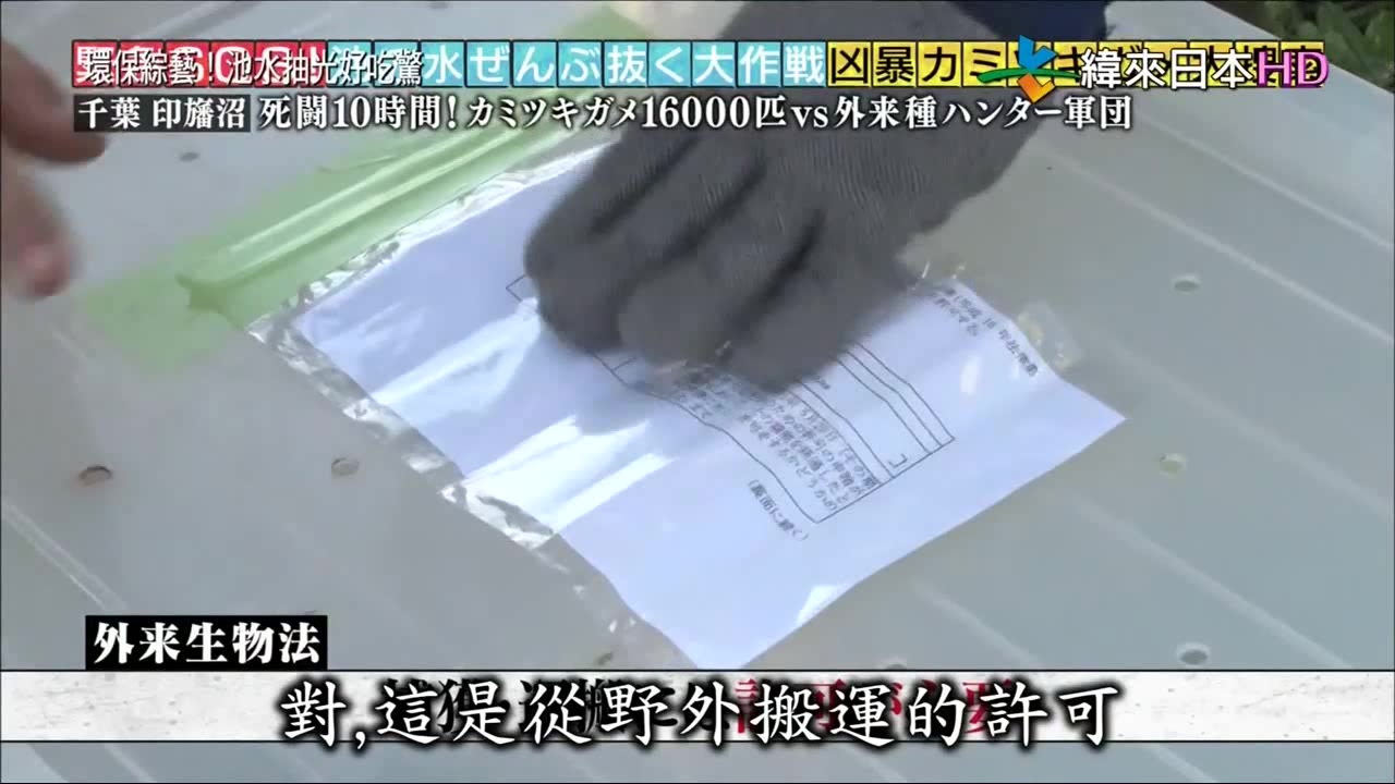 [图]20181111環保綜藝池水抽光好吃驚-兇暴擬鱷龜大搜索特別節目,福岡太宰府天滿宮