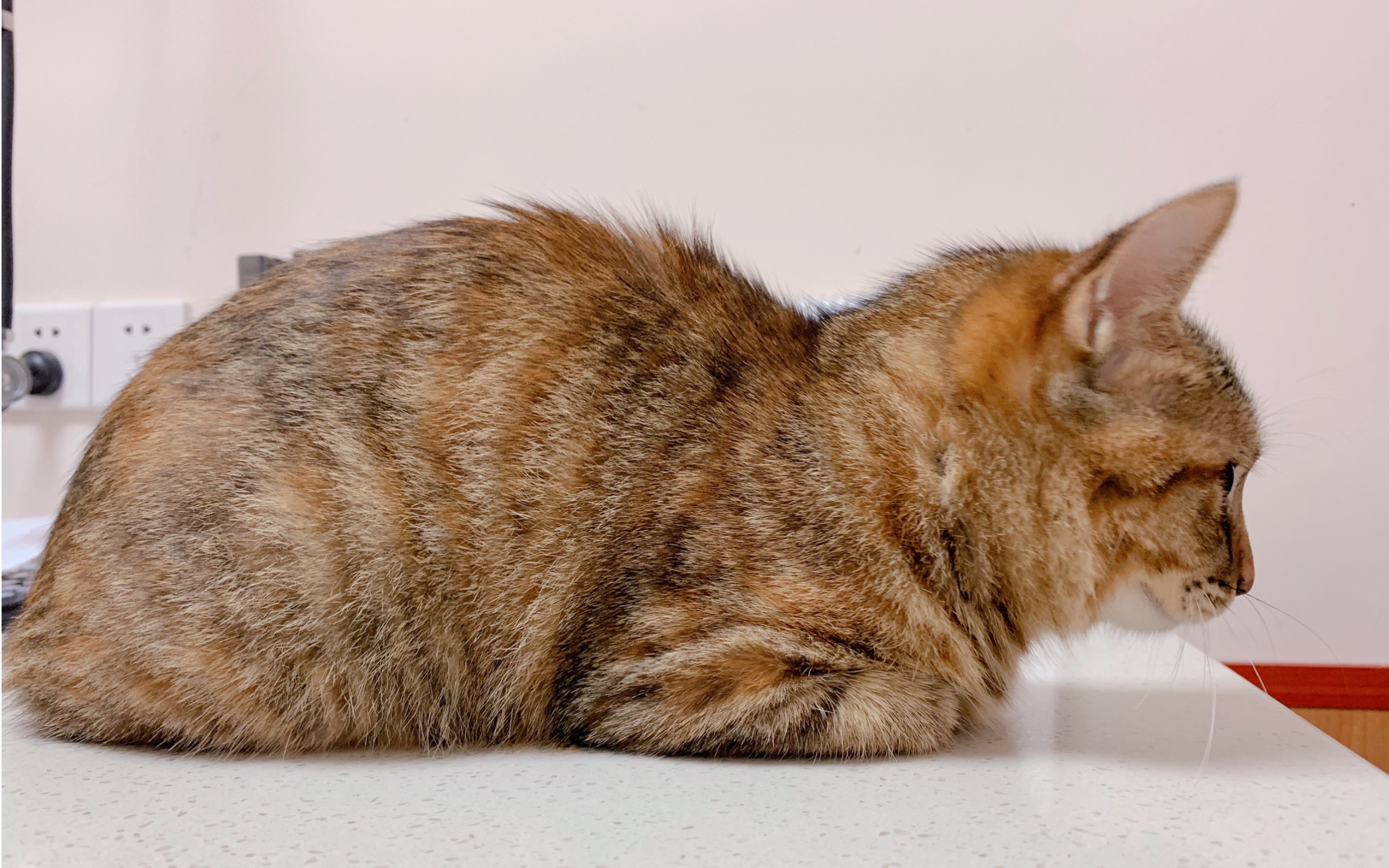 中华田园狸花猫猫到陌生环境害怕得瑟瑟发抖