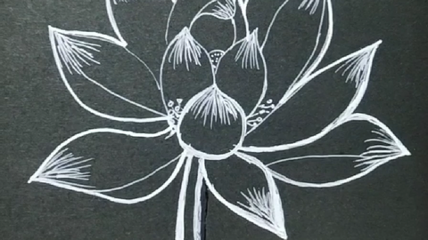 白莲花 莲花 兰兰手绘pop培训 哔哩哔哩