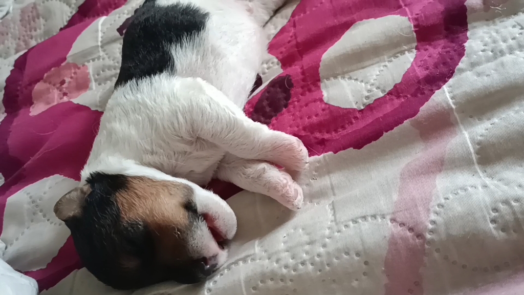 出生九天的小刚毛猎狐梗,去医院取掉已经干枯的断尾,医生说壮的像头小