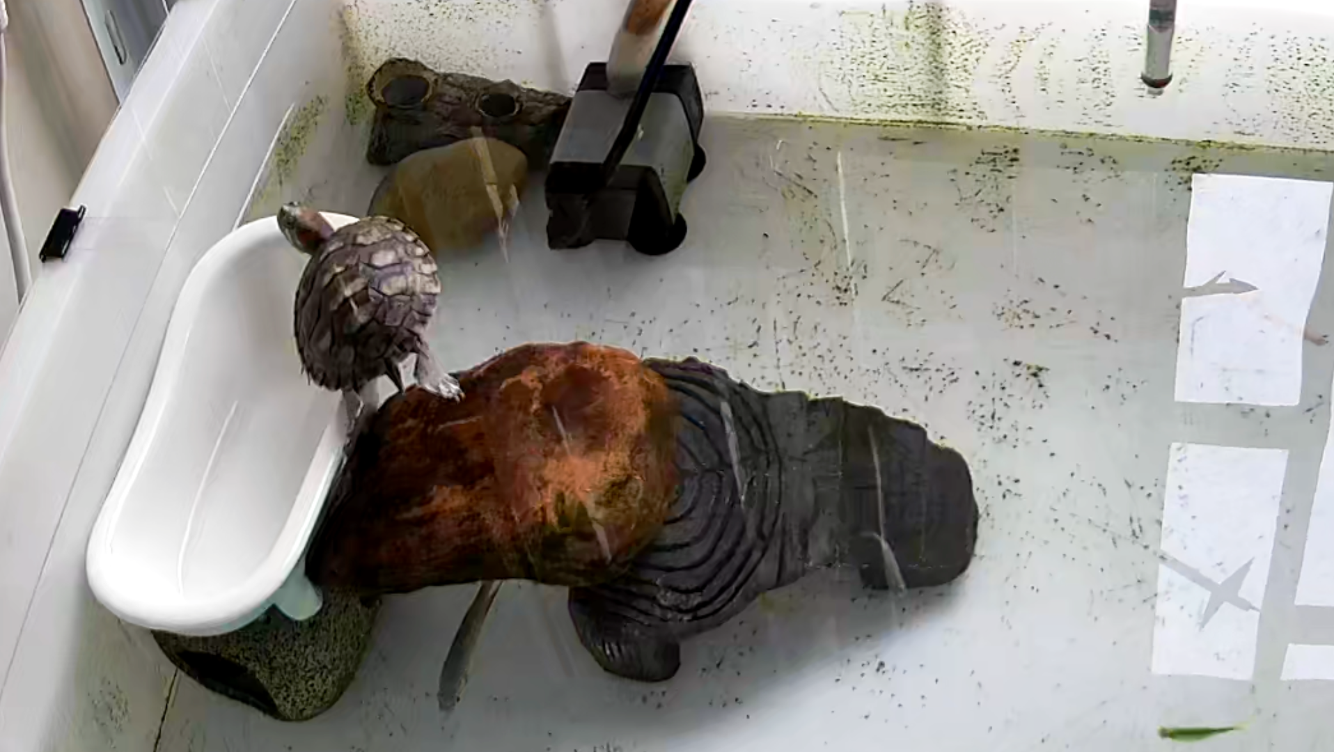 活动作品发现一只晒背掉下去的龟巴西龟的日常