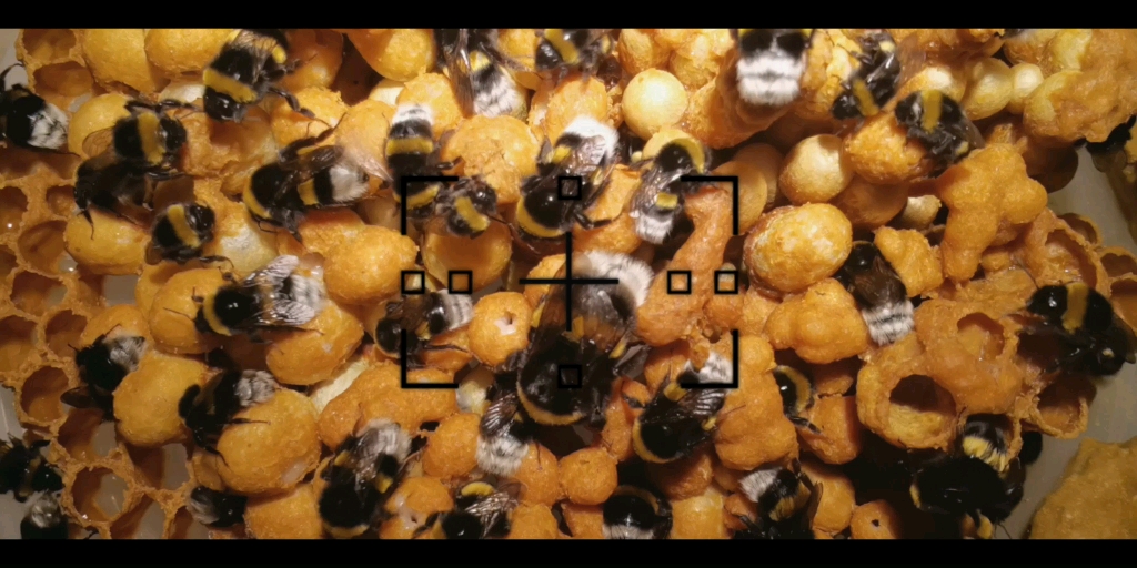 熊蜂部落蜂王复苏以后经过70天建立起来的家族