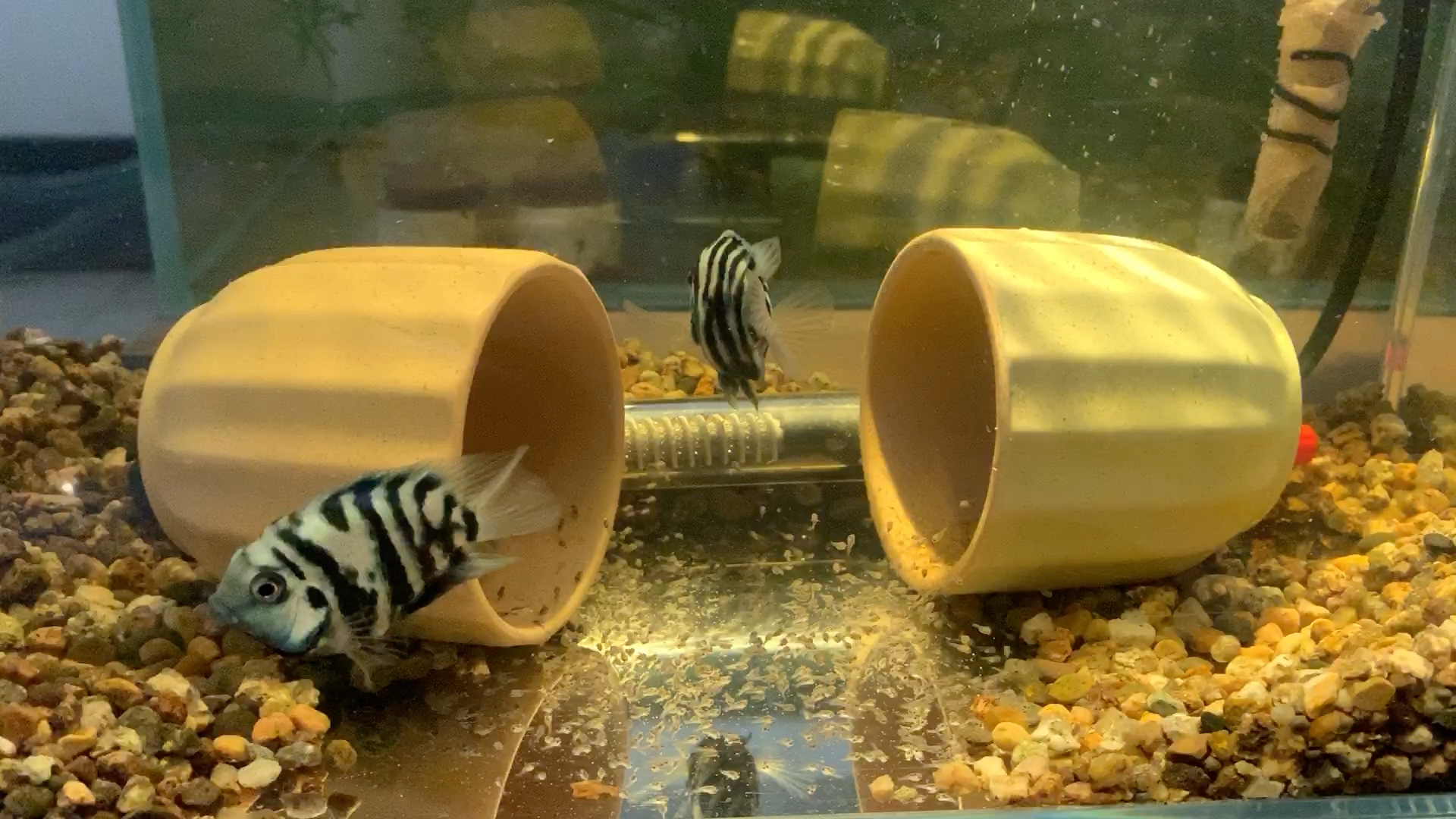 迷你鹦鹉幼苗起飞