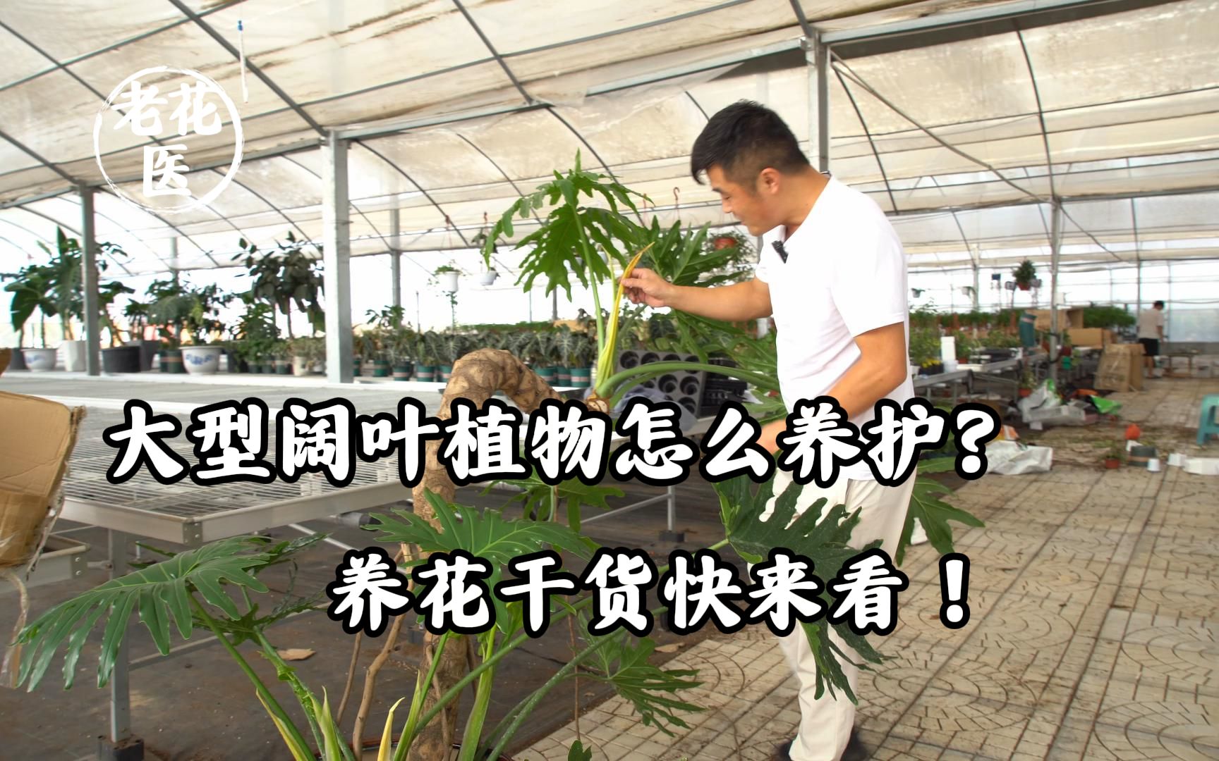 大型阔叶植物怎么养护?养花干货快来看!哔哩哔哩bilibili