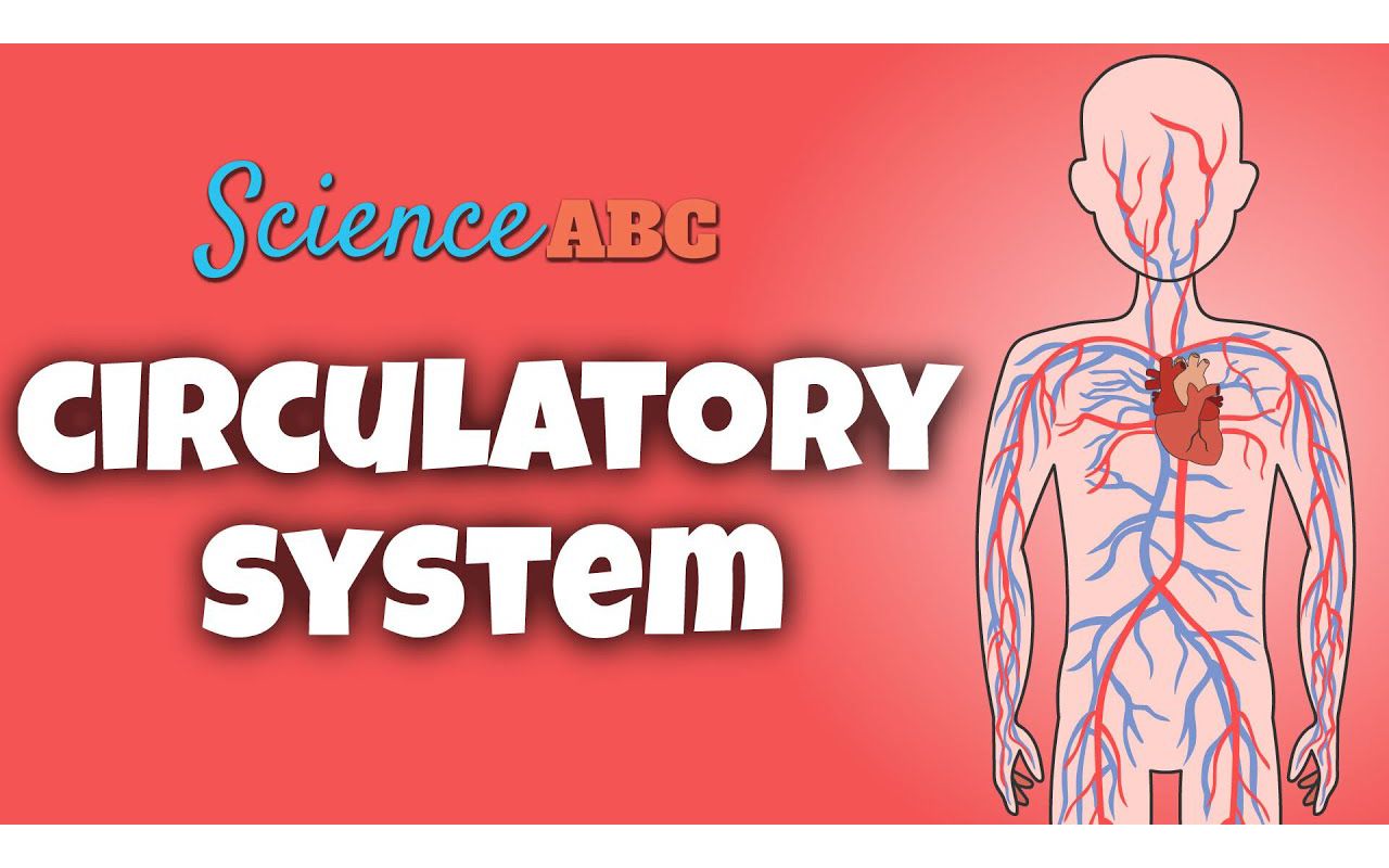 [图]Circulatory System And The Heart ｜ Explained In Simple Words