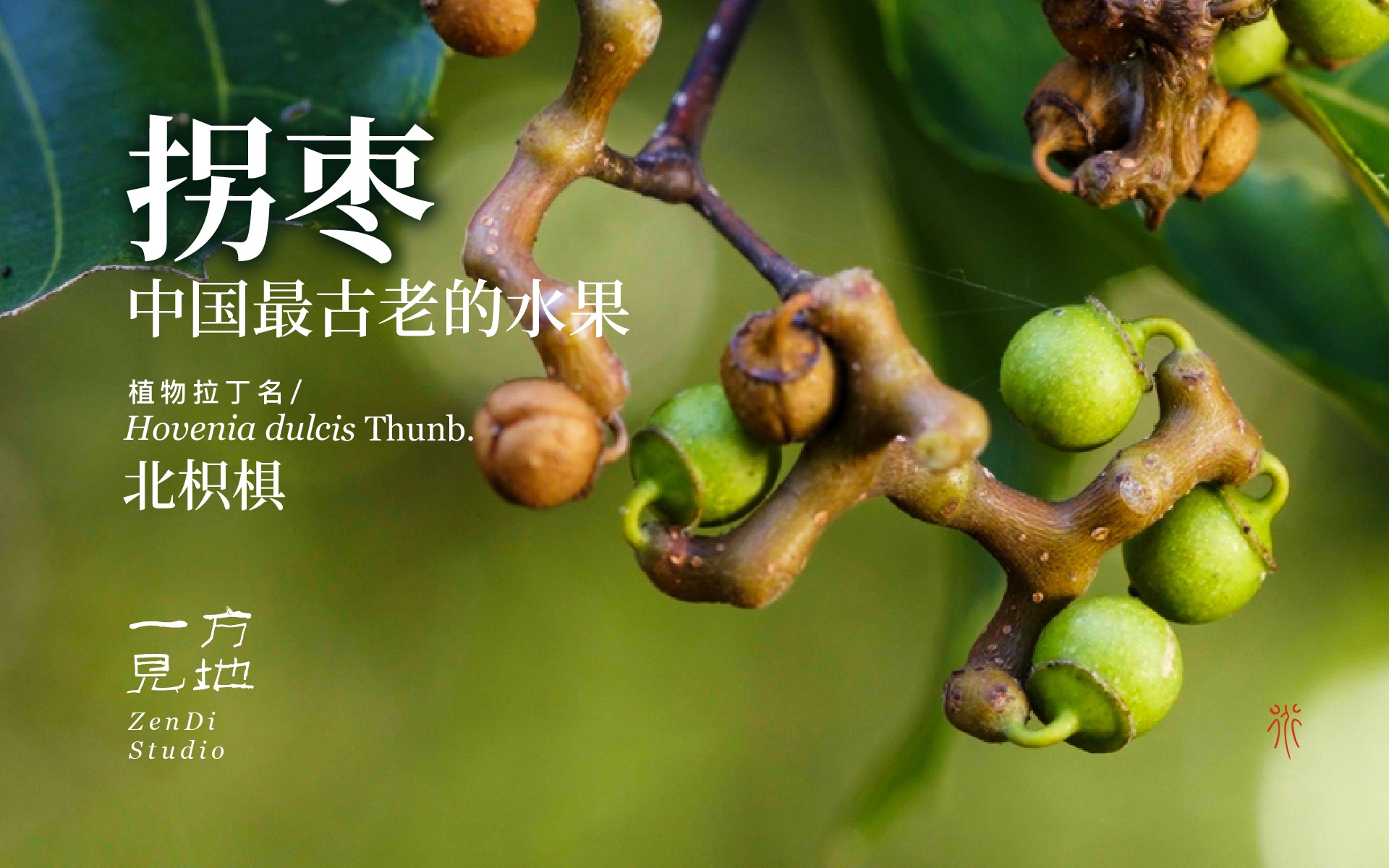 拐枣,中国最古老水果之一,北枳椇 - 哔哩哔哩