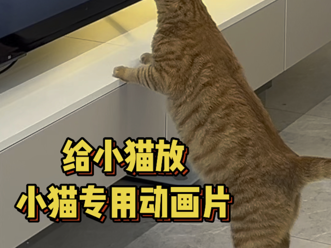 原来小猫也有小猫专用动画片哔哩哔哩bilibili