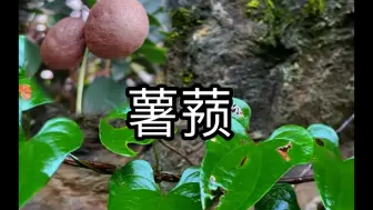 Download Video: 薯蓣，你吃过它做的糖山药豆吗？