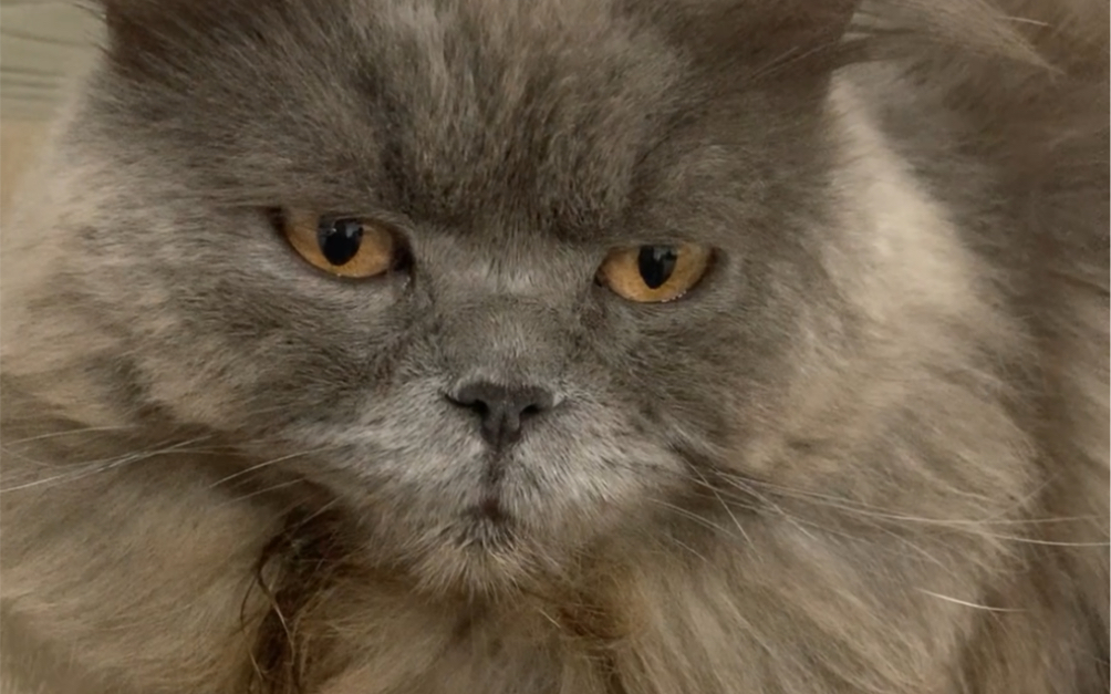 新品种鳌拜开脸小蓝猫