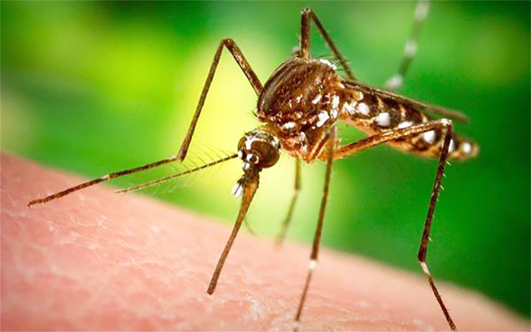 当蚊子被放大100倍后,观察吸血全过程,"嘴上"竟然有六根针