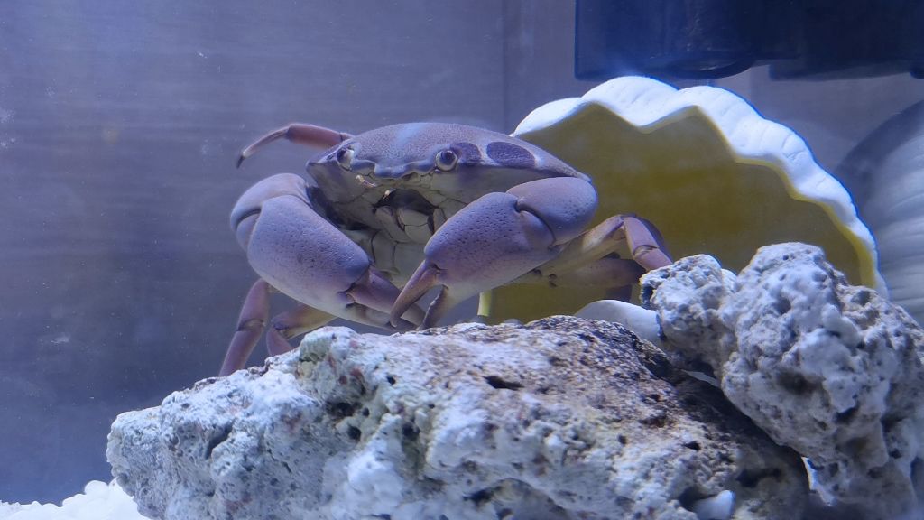 红斑瓢蟹庄严出宫