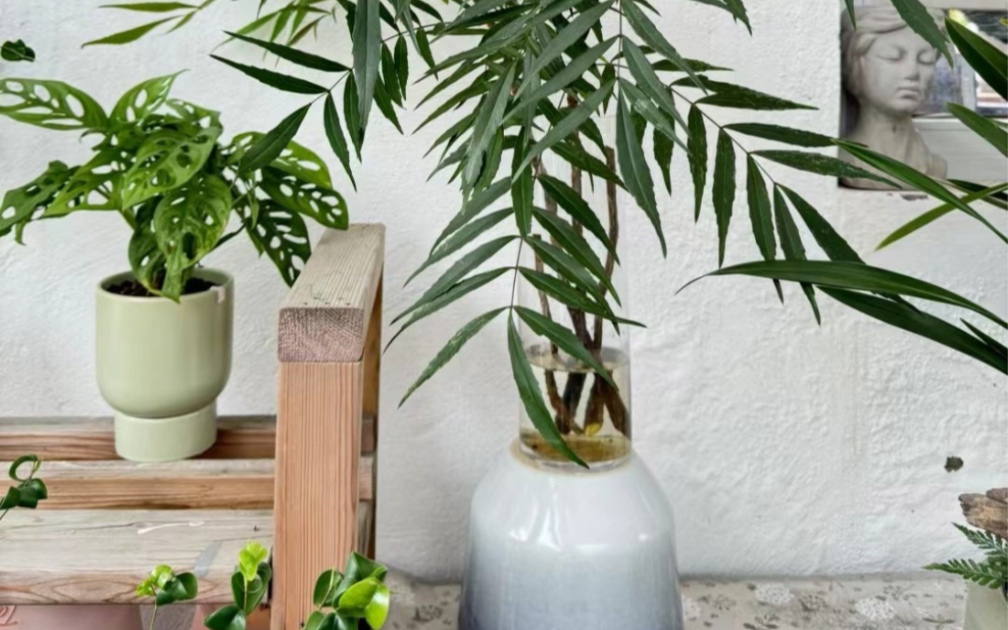 你知道十大功劳怎么养吗?